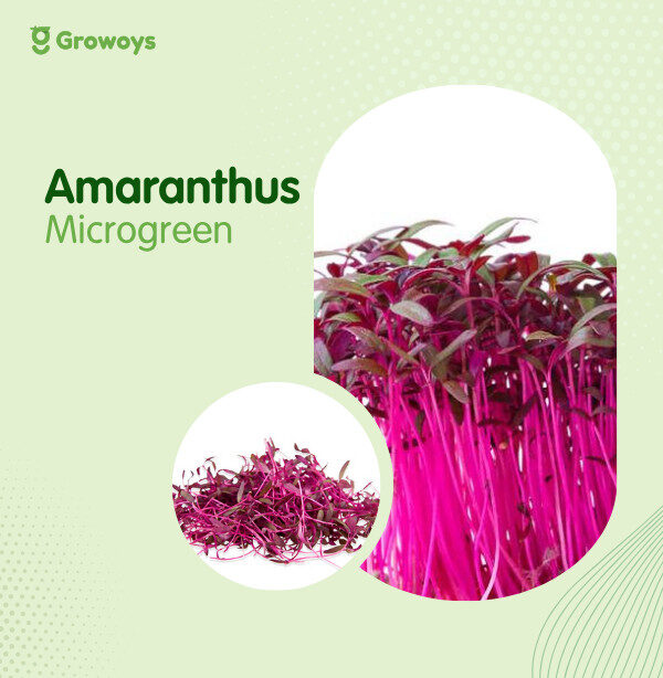 Amaranthus Microgreen