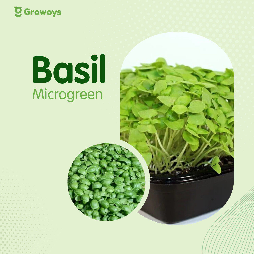 Basil Microgreen
