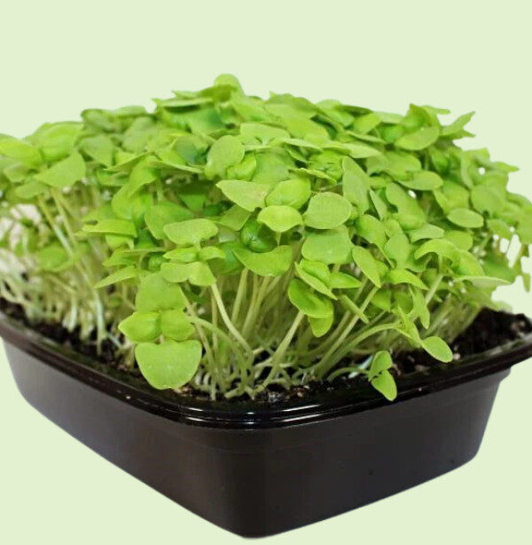 Basil Microgreen - Image 2