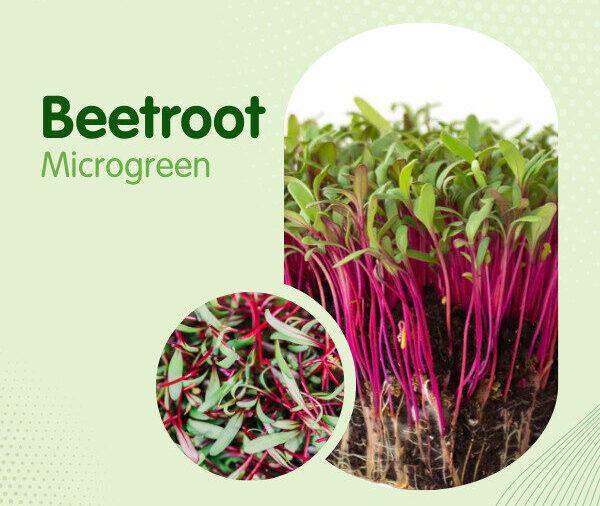 Beetroot Microgreen