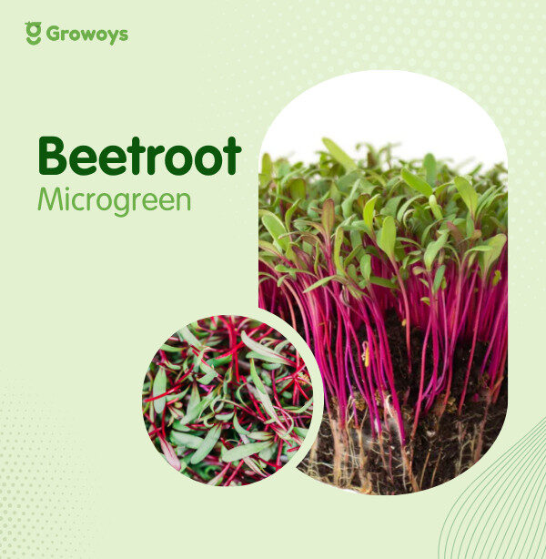 Beetroot Microgreen