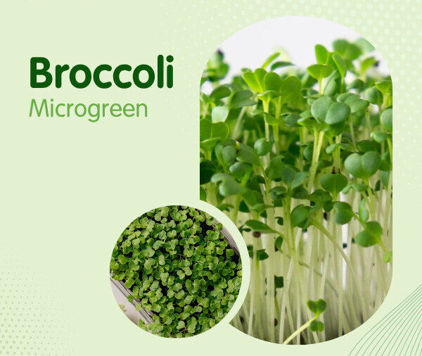 Broccoli Microgreen