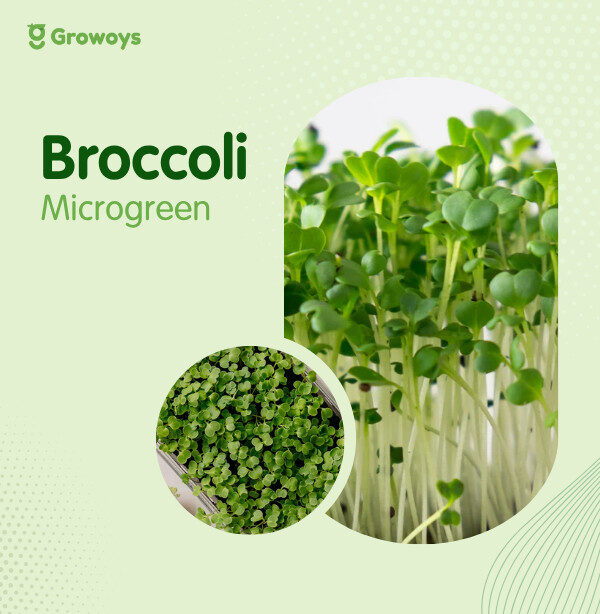 Broccoli Microgreen