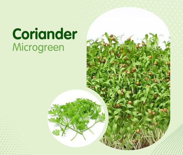 Cilantro Microgreen