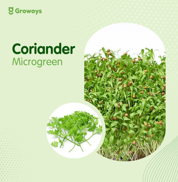 Cilantro Microgreen