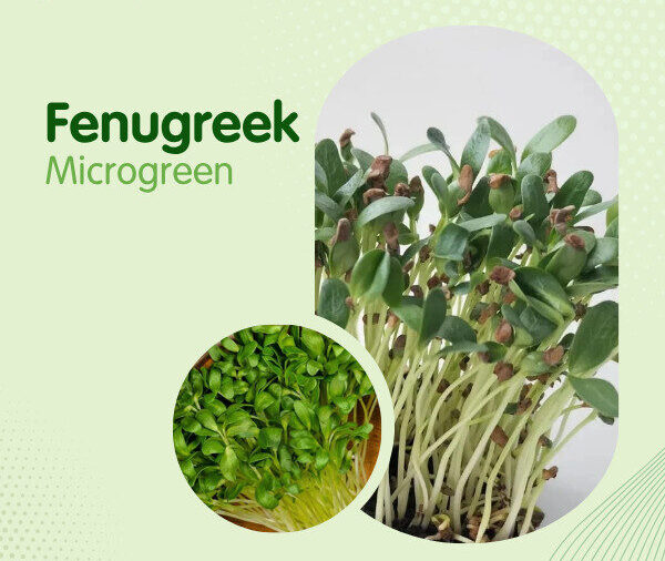 Fenugreek Microgreen