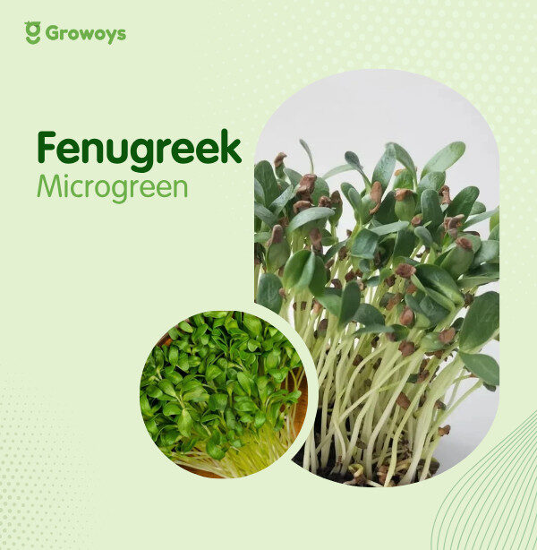 Fenugreek Microgreen