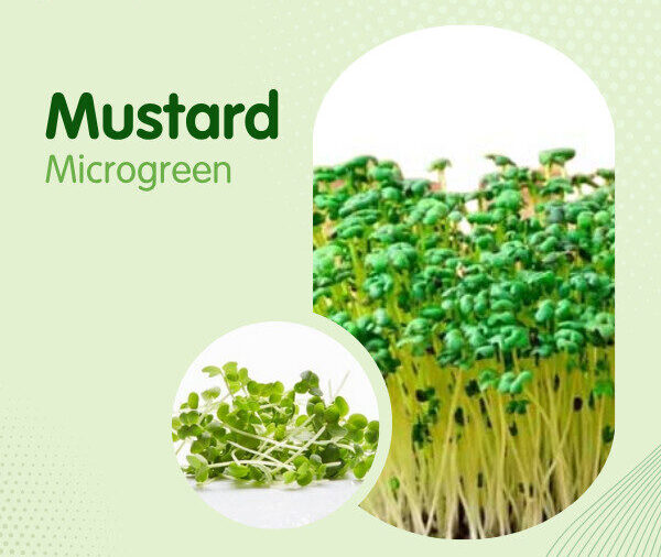 Mustard Microgreen