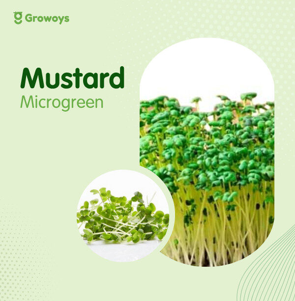 Mustard Microgreen