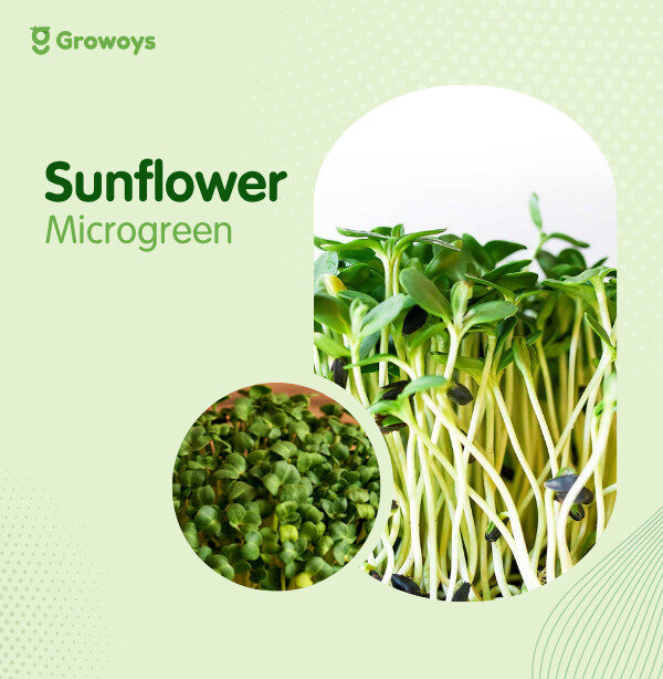 Sunflower Microgreen