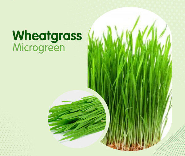Wheatgrass Microgreen