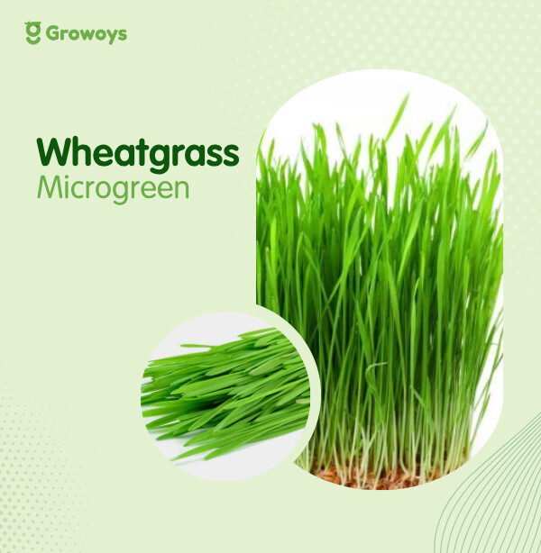 Wheatgrass Microgreen