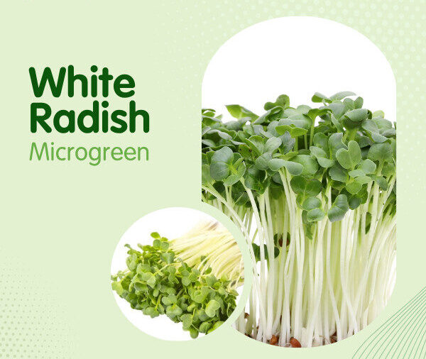 White Radish Microgreen