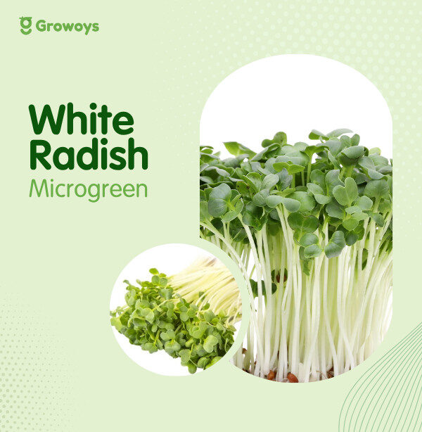 White Radish Microgreen